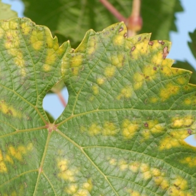Riesling Blatt ANT 1289